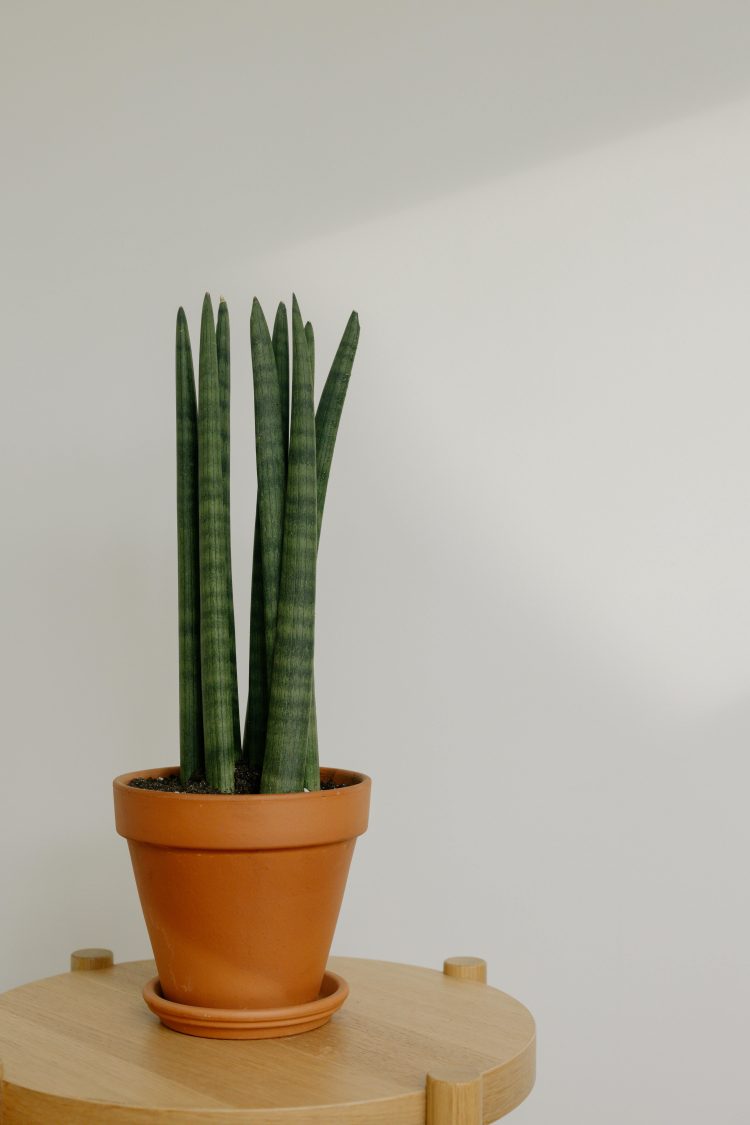 Sanseviera cylindrica
