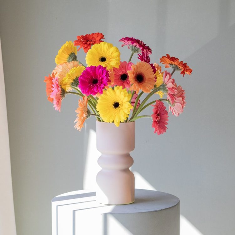 Gerbera jamesonii