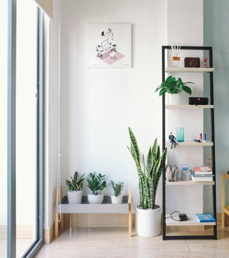 Sansevieria