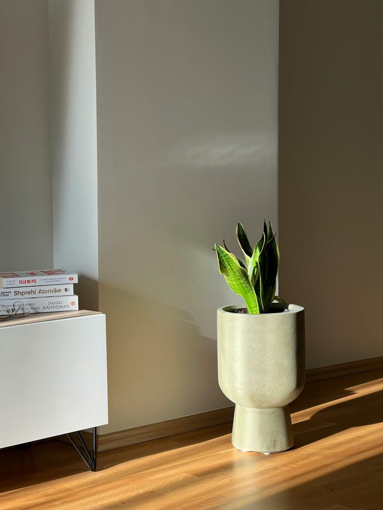 Sansevieria