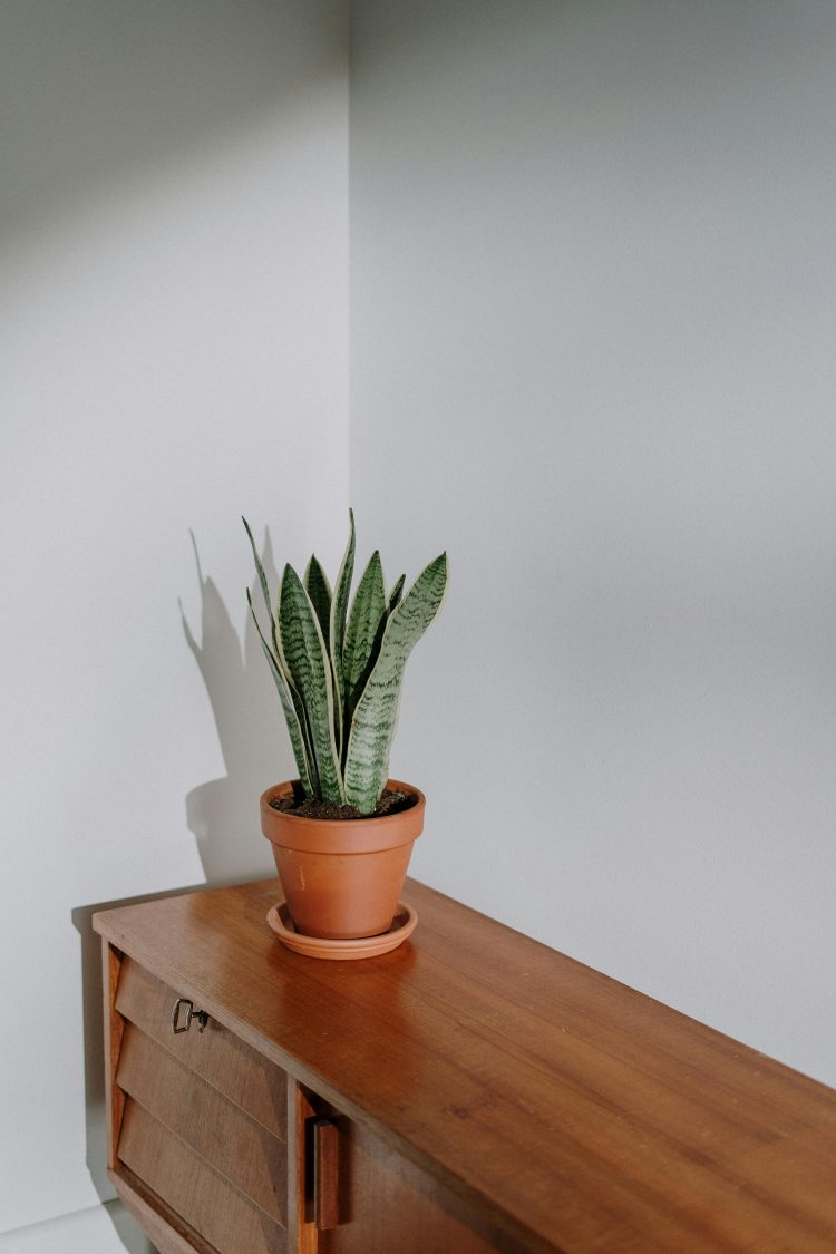sansevieria