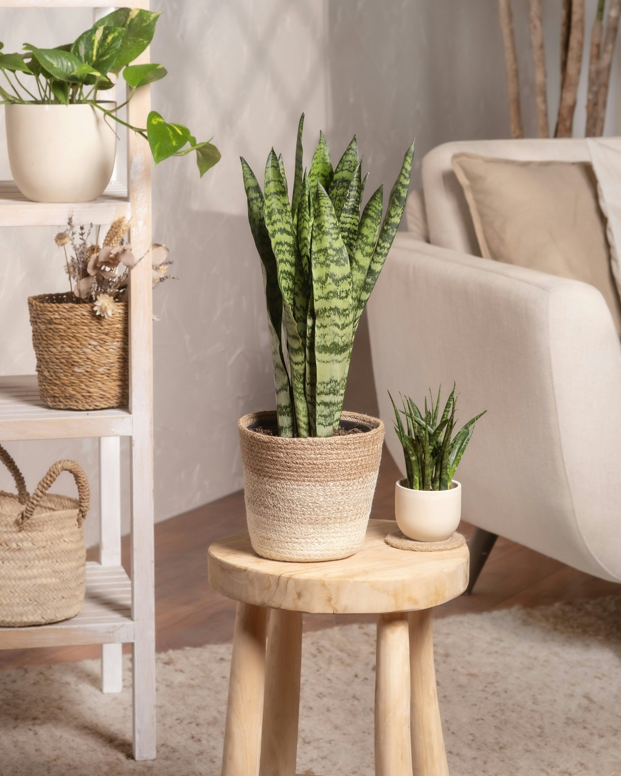 Sansevieria