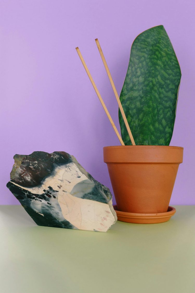 Sansevieria masoniana