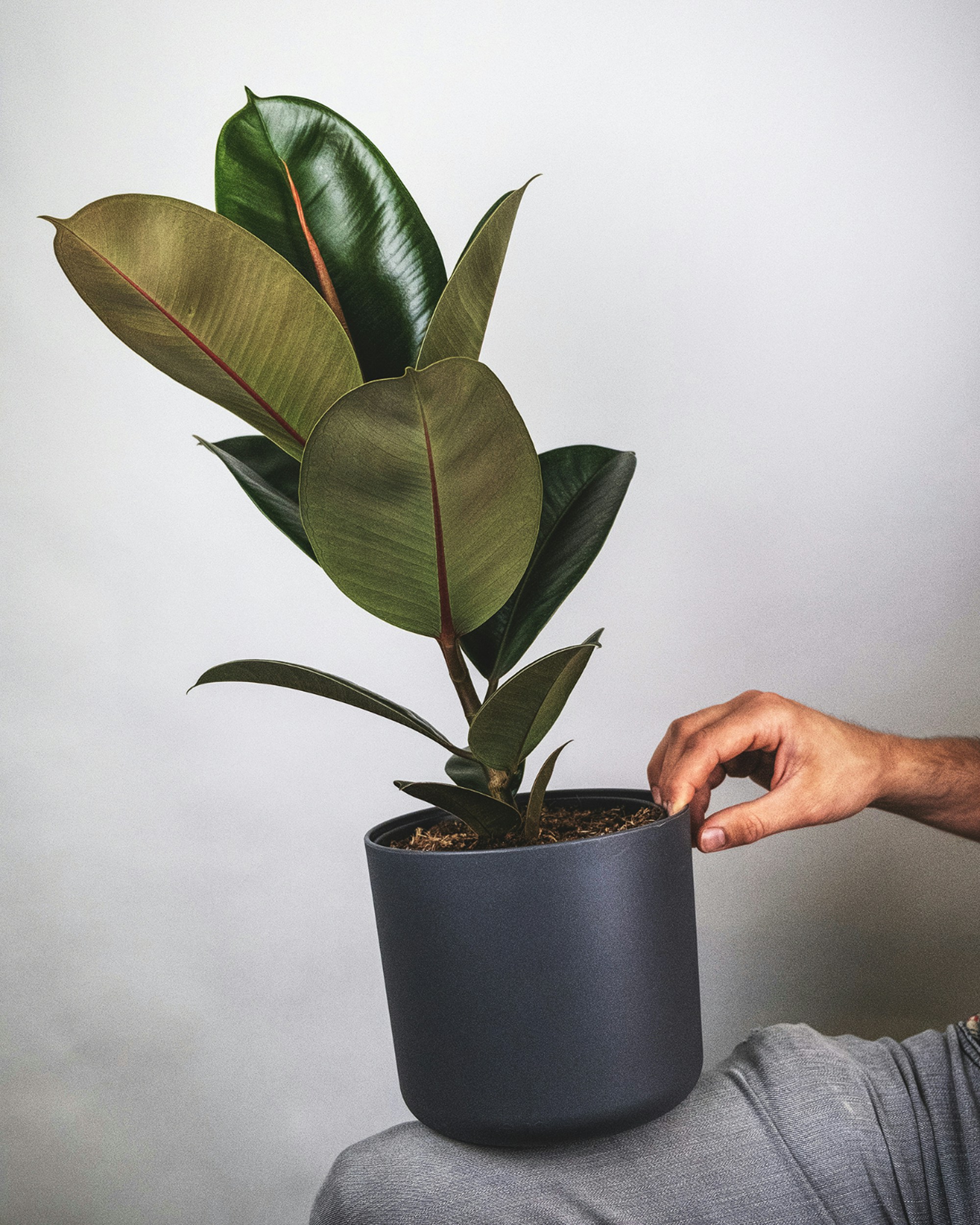 ficus