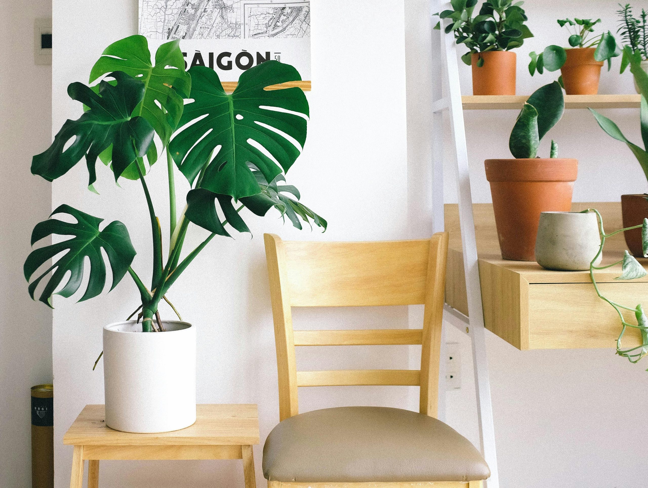 monstera