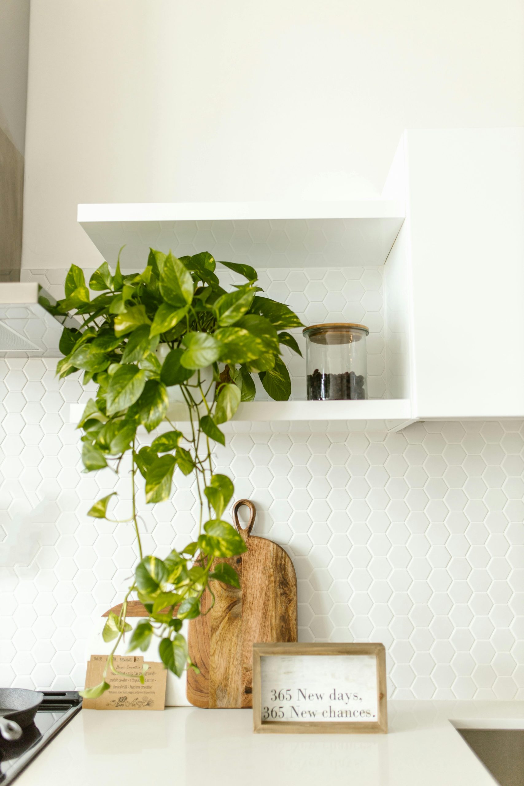 pothos scaled